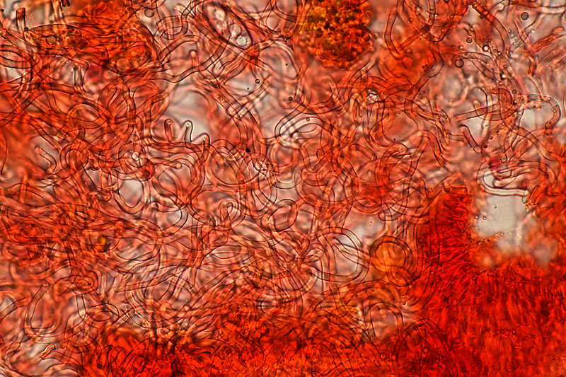 Sarcoscypha austriaca